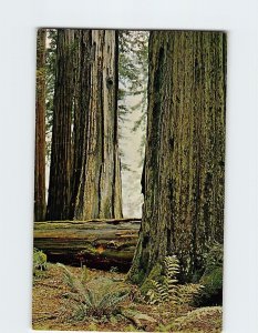 Postcard Among the Redwoods of California