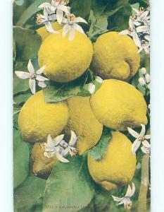 Div-Back LEMON TREES Postmarked Pasadena - Near Los Angeles California CA HM6496