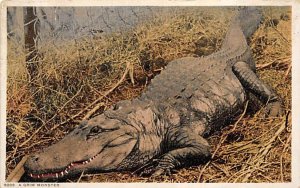 Grim Monster Alligator 1913 