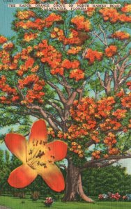 Vintage Postcard 1957 Kapok Orange Grove North Haines Road Clearwater Florida FL
