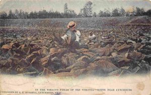 In the Tobacco Fields of Old Virginia Near Lynchburg VA 1905c postcard