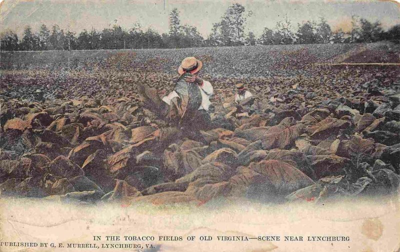 In the Tobacco Fields of Old Virginia Near Lynchburg VA 1905c postcard