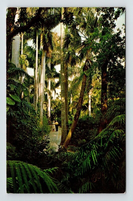 Jungle Trail Royal Palms Tropical Plants Flowers Sarasota Gardens FL Postcard 