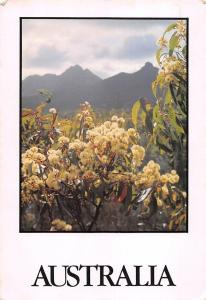 BR102025 wildflowers in the stirling ranges 17x12 cm   australia