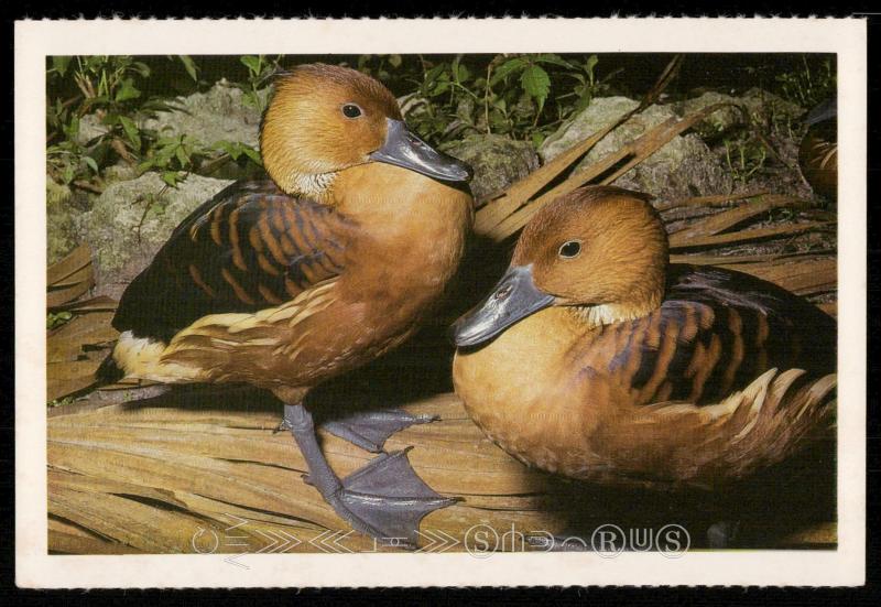 African Shell Ducks