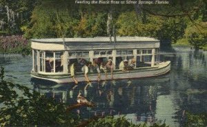 Glass Bottom Boats - Silver Springs, Florida FL