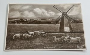 Old Mill & Sheep in Field Rottingdam Netherlands B & W Postcard
