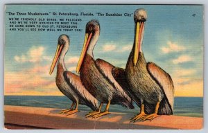 Three Musketeers, Pelicans, St Petersburg, Florida, Vintage 1946 Linen Postcard