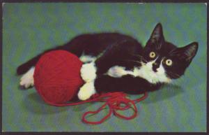 Kitten With a Ball of Yarn Postcard