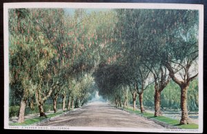 Vintage Postcard 1907-1915 A Pepper Drive (Pepper Trees), California (CA)