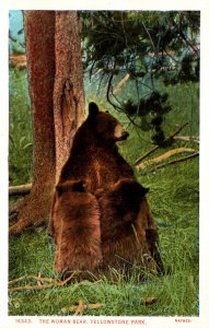 Yellowstone National Park The Woman Bear Haynes Photo