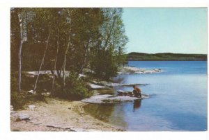 Cooking, Shore Lunch, Canada, Vintage Chrome Postcard