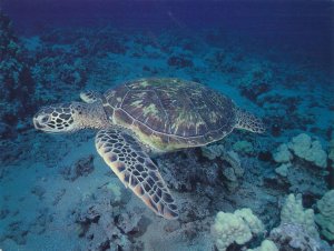 Yucatan Coastal Reserve Mexico - Nesting grounds of Green Sea Turtles pm 2001