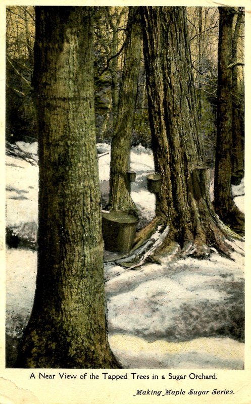 VT - Maple Sugaring. Tapped Trees in Orchard