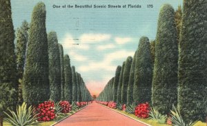 Vintage Postcard 1949 Avenue Pathway Beautiful Scenic Streets of Florida FL