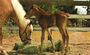 Vintage Postcard Mother Horse and Brown Foal Young Pony Mule Colt Animal Farm