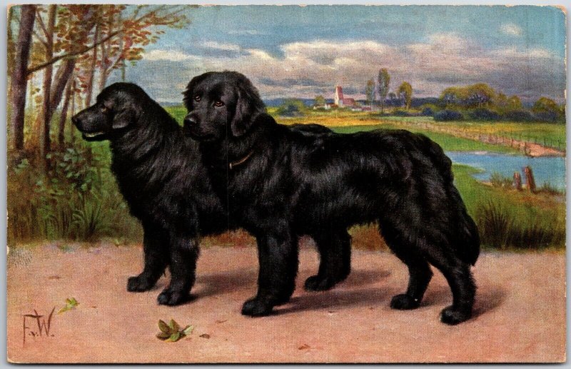 Newfoundland Dogs, Artist Signed F.W. - Postcard 