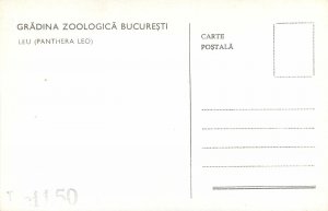 Animals Postcard Gradina Zoologica Bucuresti leu (panthera leo)