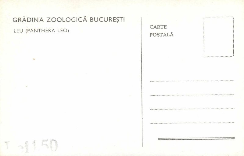 Animals Postcard Gradina Zoologica Bucuresti leu (panthera leo)