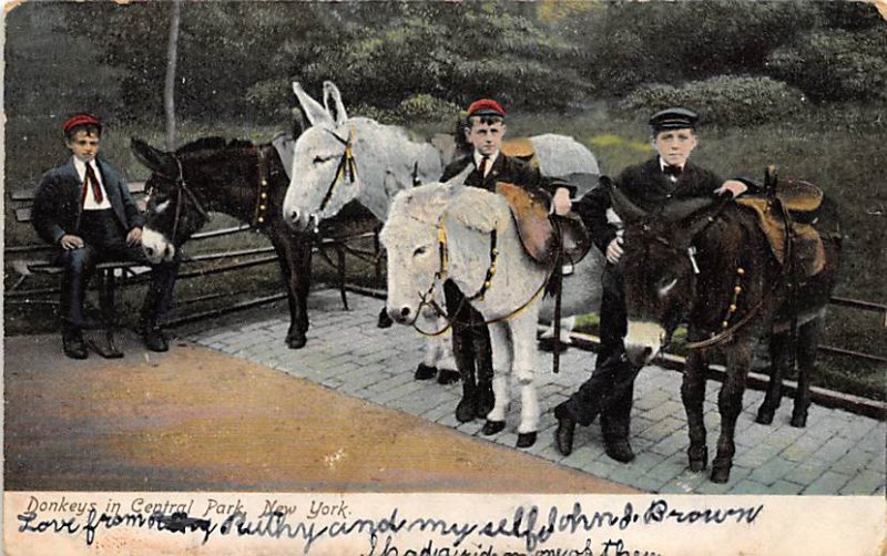 Donkeys in Central Park New York, USA Burro Writing on back writing on front