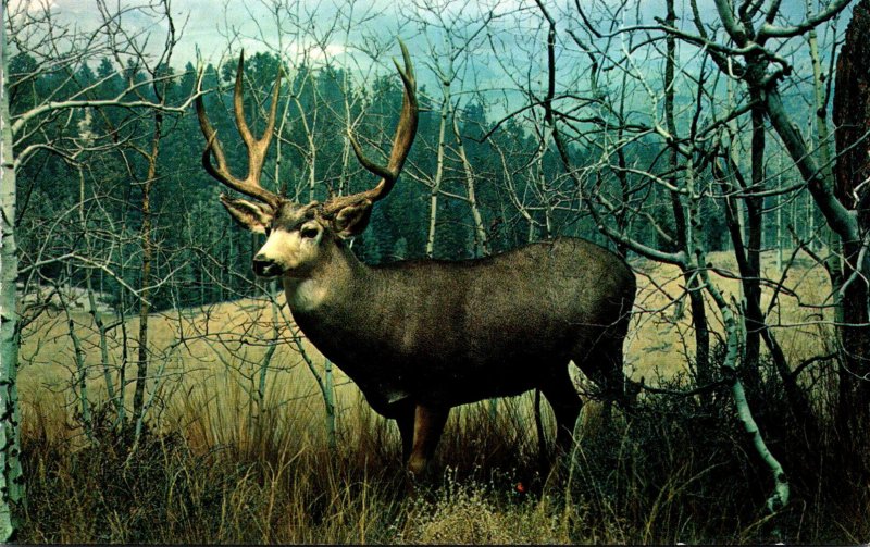 Colorado Denver Museum Of Natural History Mule Deer Exhibit