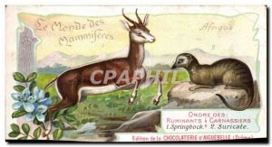 Chromo The World of Mammals Ruminants Order Carnivora Chocolate Mango d & # 3...