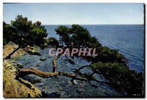 Postcard Modern Cote d & # 39Azur Reflections Pines lean