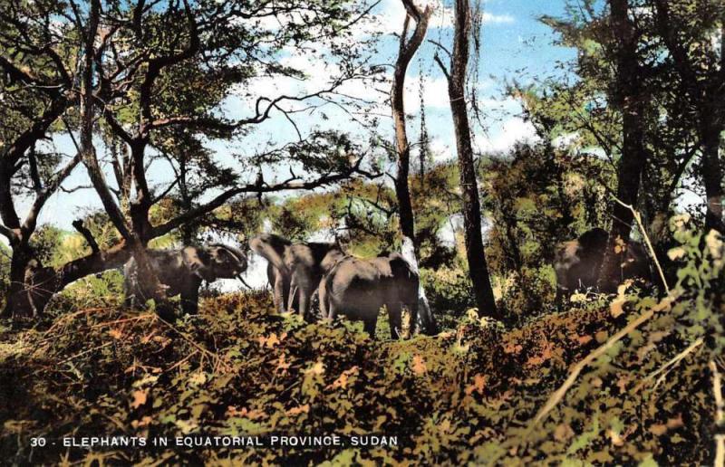 Equatorial Province Sudan Africa Elephants Antique Postcard J61673