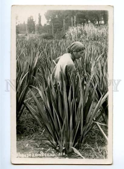 169449 ADJARA Types Phormium New Zealand flax Vintage PHOTO PC