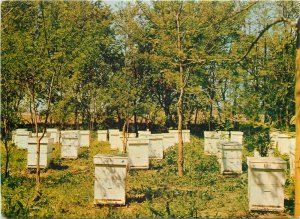 Romania stupina institutului de cercetari pentru apicultura Bucuresti bee hive