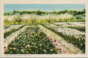 Tulip Farm near Victoria BC British Columbia Unused Vintage Postcard D75