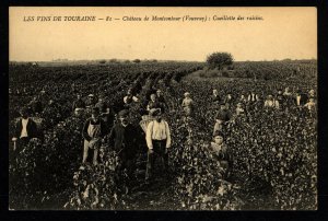 France Postcard LES VINS DE TOURAINE ,Cueillette de Raisins