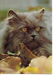 Nero, a Blue Persian cat Modern English photo postcard 1970s