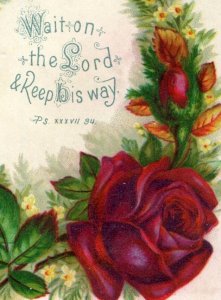 1880s-90s Victorian Religious Trade Card Bible Quote Red Rose Fab! #7C