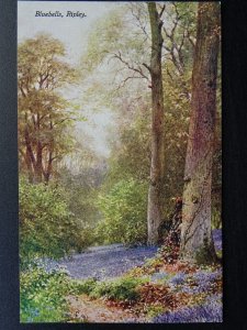 Surrey RIPLEY Bluebells in Wood by Artist Sutton Palmer - Old Postcard by A&C.B.