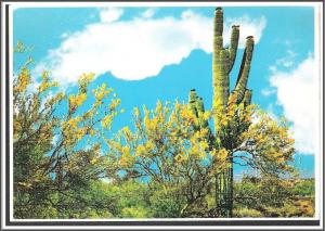 Arizona Palo Verde Trees & Saguaro Cactus - [AZ-067X]