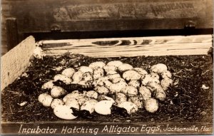 RP Postcard Incubator Hatching Alligator Eggs in Jacksonville Florida~1927