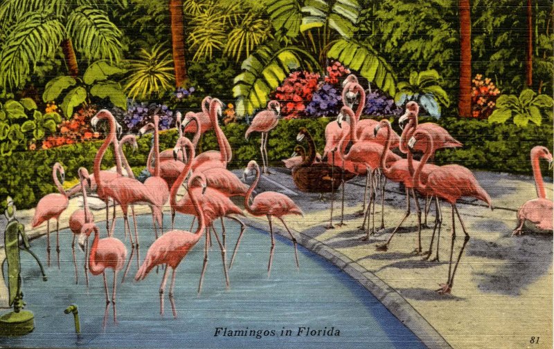 Flamingos