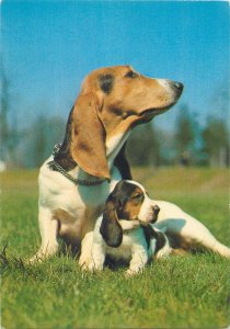 Animal dog breed Postcard Basset hound dog