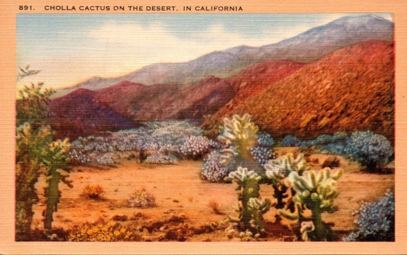 Cactus Cholla Cactus On The Desert In California