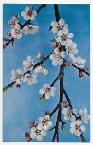 Apricot Blossoms Model Prunus Armeniaca Linn Ware Collection Harvard University