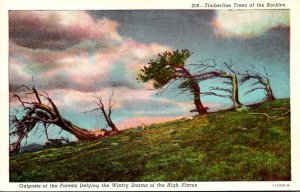 Colorado Timberline Trees Of The Rocky Mountains