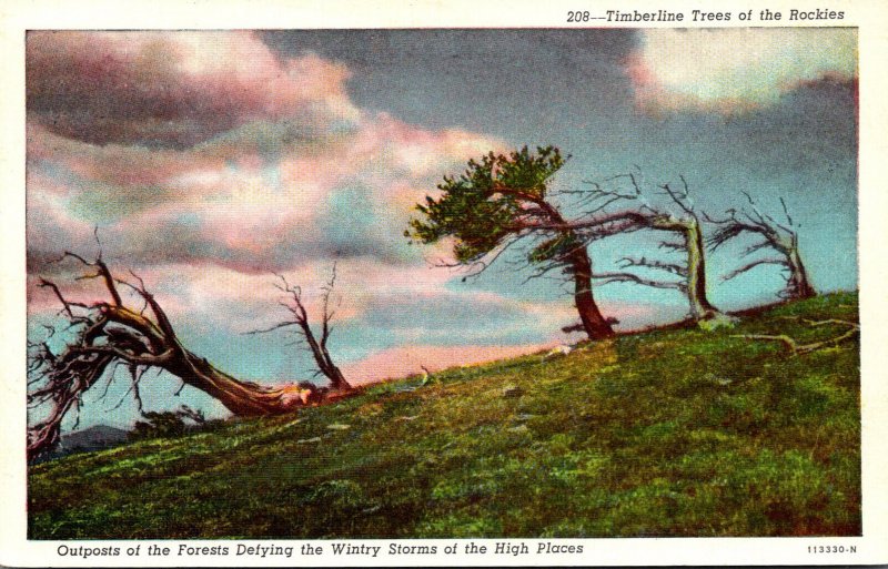 Colorado Timberline Trees Of The Rocky Mountains