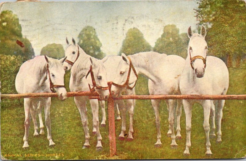 Beautiful Horses 1909