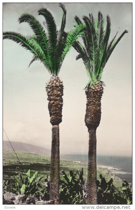 RP; Colored, PUERTO DE LA CRUZ, Tenerife, Islas Canarias, Spain; Littoral in ...