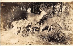 Deer Family 1938 real photo