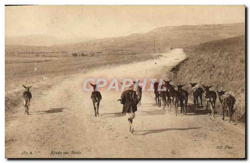 Old Postcard Study Of Road Donkeys Mules