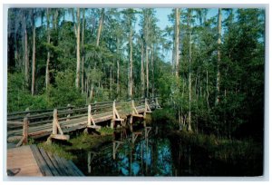 c1950's Okefenokee Swamp Wilderness Walk Bridge Waycross Georgia GA Postcard 