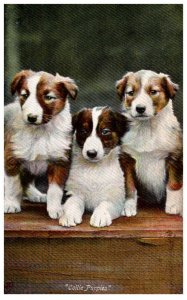 Dog, Collie Puppies