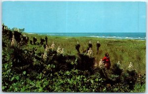 Postcard - Yucca or Spanish Bayonet in Bloom Along the Coast, USA, North America